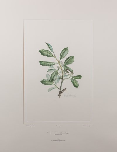 Heberdenia bahamensis (Myrsinaceae) - Levy 395, Banks