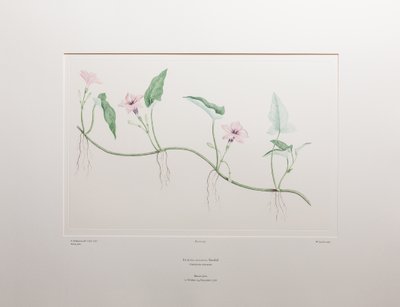 Ipomoea aquatica (Convolvulaceae) - Levy 375, Banks