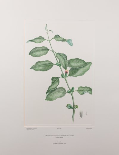 Lepeostegeres geminiflorus (Loranthaceae) - Levy 386, Banks