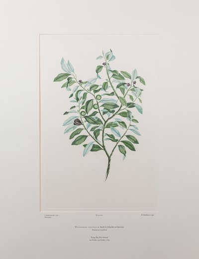 Pittosporum tenuifolium (Pittosporaceae) - Levy 412, Banks
