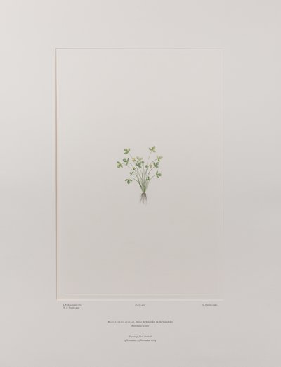 Ranunculus acaulis (Ranunculaceae) - Levy 403, Banks