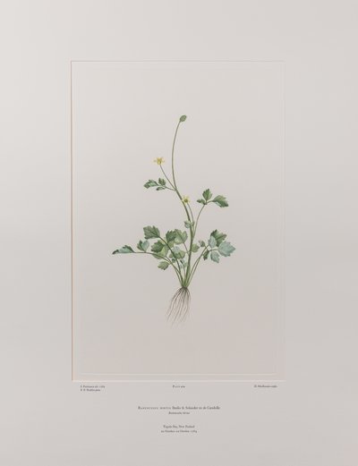 Ranunculus hirtus (Ranunculaceae) - Levy 404, Banks