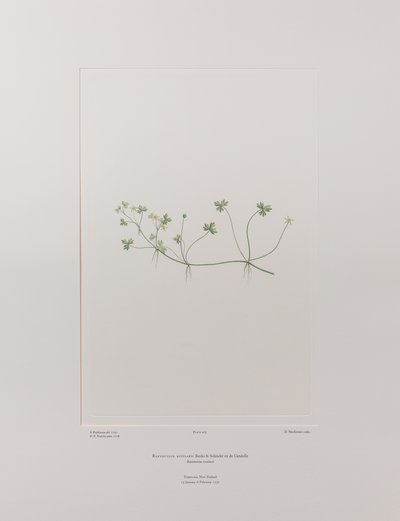 Ranunculus rivularis (Ranunculaceae) - Levy 405, Banks