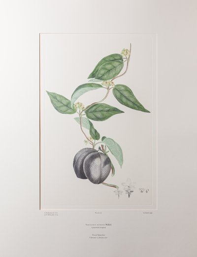 Sarcolobus globosus subsp. globosus (Asclepiadaceae) - Levy 372, Banks