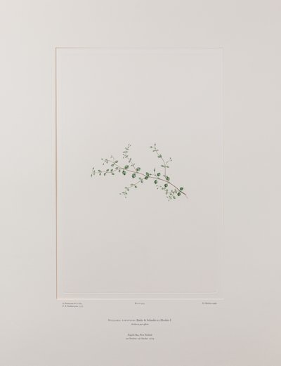 Stellaria parviflora (Caryophyllaceae) - Levy 415, Banks