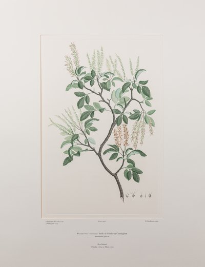 Weinmannia sylvicola (Cunoniaceae) - Levy 436, Banks