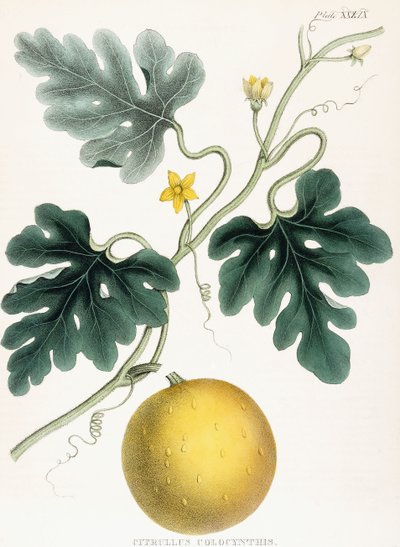 Colocynth, teoksesta "Lääketieteellisen kasvitieteen kuvat: Kasvien värilliset hahmot, jotka tarjoavat Materia Medican tärkeitä artikkeleita". J.H. Colen, 1847 tekijältä Joseph Carson