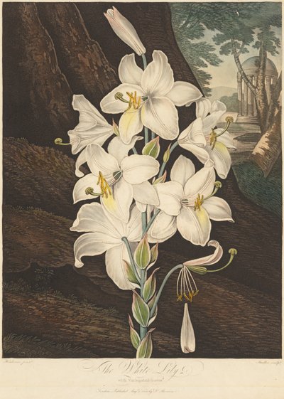 Floran temppeli eli luonnonpuutarha: Valkoinen lilja kirjavilla lehdillä..., 1800. tekijältä Joseph Constantine Stadler