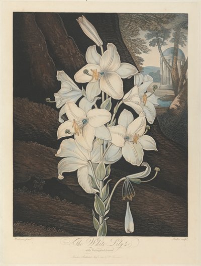 Valkoinen kirjavalehtinen lilja, 1800, Robert John Thorntonilta, "Floran temppeli", 1799-1812 tekijältä Joseph Constantine Stadler