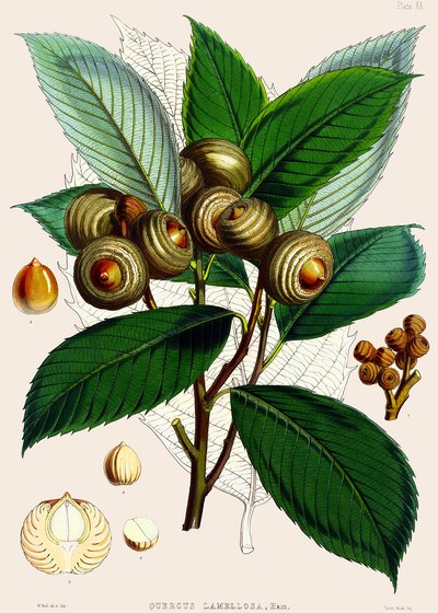 Quercus lamellosa, 1890 tekijältä Joseph Dalton Hooker