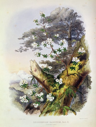 Rhododendron: Dalhousie, piirros teoksesta "Rhododendrons of the Sikkim Himalaya", painanut Reeve Benham und Reeve, 1849-50 (värilitografia) tekijältä Joseph Dalton Hooker