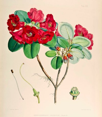 Rhododendron thomsonii, 1895 tekijältä Joseph Dalton Hooker