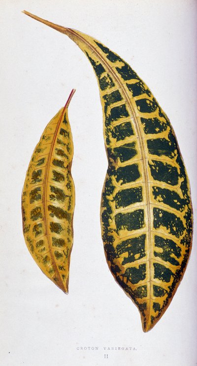 Croton leaf variegata. Kasvitieteellinen taulu "" Kasveilla värikkäillä lehdillä. London Horticulture Societyn jäsenten Edward Joseph Lowen ja W. Howardin kokoelma merkittävimpiä puutarhojen, kasvihuoneiden ja huoneistojen sisustamiseen käytettyjä lajeja.  tekijältä Joseph Edward and Howard W Lowe