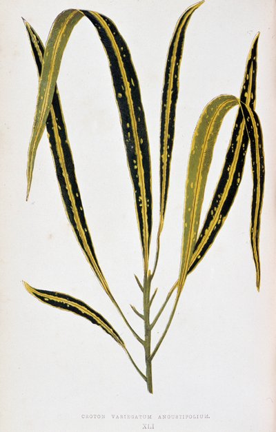 Croton leaf variegatum angustifolium. Kasvitieteellinen taulu "" Kasveilla värikkäillä lehtineen. London Horticulturin jäsenten Edward Joseph Lowen ja W. Howardin kokoelma merkittävimpiä puutarhojen, kasvihuoneiden ja huoneistojen sisustamiseen käytettyjä  tekijältä Joseph Edward and Howard W Lowe