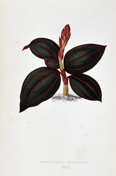 Anoectochilus Rubro Venian lehti. tekijältä Joseph Edward and Howard W Lowe