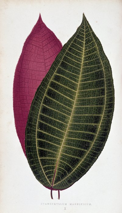 Cyanophyllum Magnificumin lehti. Kasvitieteellinen taulu "" Kasveilla värikkäillä lehdillä. tekijältä Joseph Edward and Howard W Lowe