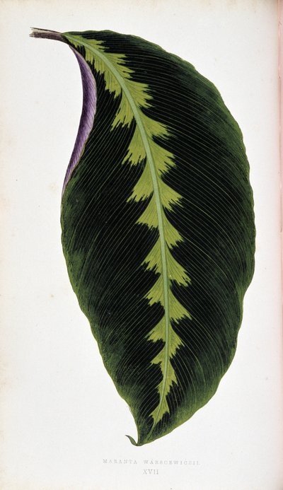 Maranta lehti warscewiczii. Kasvitieteellinen taulu "" Kasveilla värikkäillä lehtineen. tekijältä Joseph Edward and Howard W Lowe
