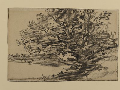 Study of Trees, 1870 (grafiitti paperille) tekijältä Joseph Frank Currier