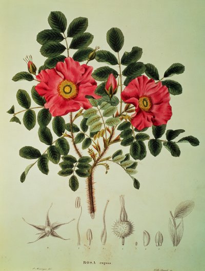 Rosa rugosa, lähteestä 