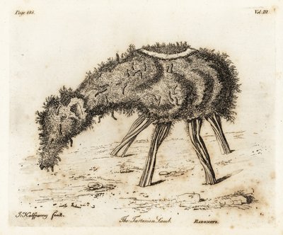 Tartarin kasvislammas. tekijältä Joseph Halfpenny