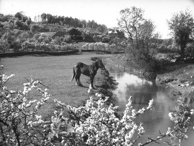 Blossom etualalla ja hevonen seisoo puron vieressä pellon takana. tekijältä Joseph Hardman