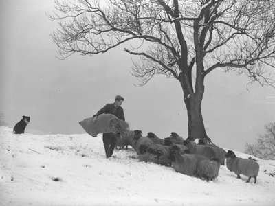 Maanviljelijä kuljettaa heinäsäkkiä ruokkiakseen lammaslaumaa. tekijältä Joseph Hardman