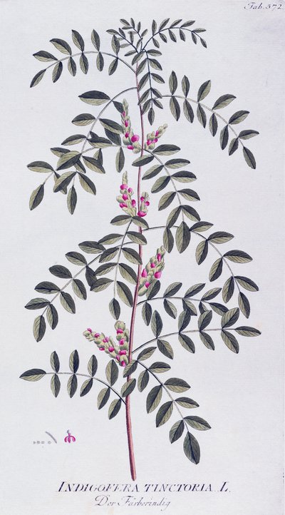 Aito indigo (Indigofera tinctoria), jonka on kirjoittanut Joseph Jacob von Plenck (1735-1807), Icones plantarum medicineium, Wien tekijältä Joseph Jacob Plenck