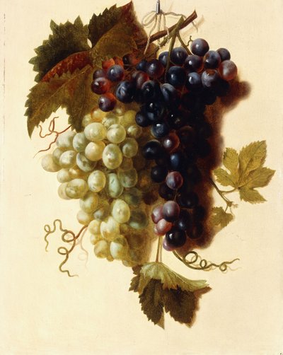 Vihreitä ja punaisia rypäleterttuja ripustettuna köyteen, n. 1796 tekijältä Joseph Laurent Malaine