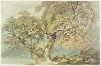 Suuri puu, n.1796 (grafiitti paperille). tekijältä Joseph Mallord William Turner