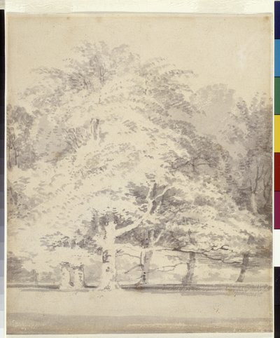 Beech Trees (harmaa muste huuhtelee kynällä valkoisella paperilla) tekijältä Joseph Mallord William Turner