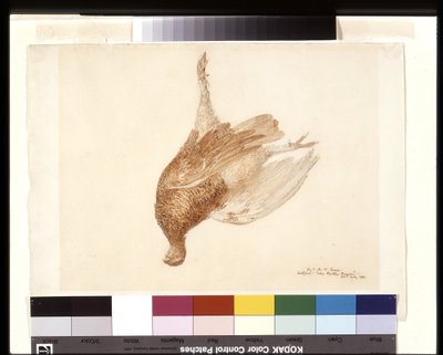 Dead Grouse (aquarela sobre lápis sobre papel branco) finlandês tekijältä Joseph Mallord William Turner