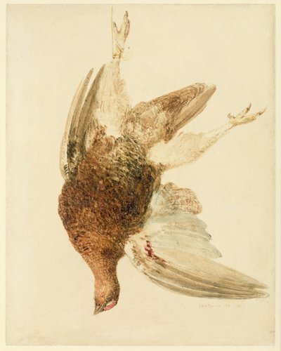 Grouse, Farnely Book of Birds, n. 1816 (kynä ja akvarelli paperille) tekijältä Joseph Mallord William Turner