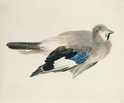 Jay, Farnley Book of Birds, n. 1816 (kynä ja akvarelli paperilla) tekijältä Joseph Mallord William Turner