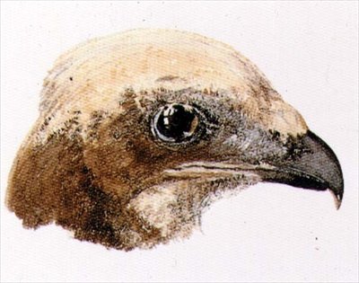 Moor Hawk, Farnley Book of Birds, n. 1816 (kynä ja akvarelli paperilla) tekijältä Joseph Mallord William Turner