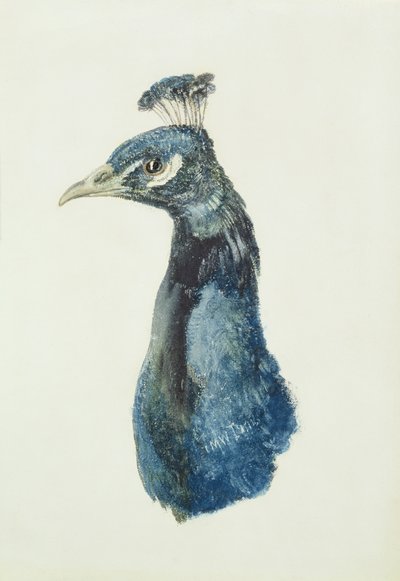 Peacock, Farnley Book of Birds, n. 1816 (kynä ja akvarelli paperilla) tekijältä Joseph Mallord William Turner