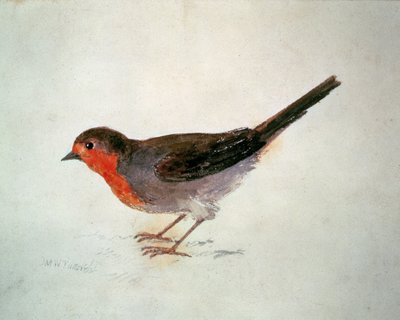 Robin, Farnley Book of Birds, n. 1816 (kynä ja akvarelli paperilla) tekijältä Joseph Mallord William Turner