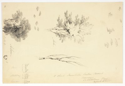 Luonnoksia jalavista ja saarnista tekijältä Joseph Mallord William Turner
