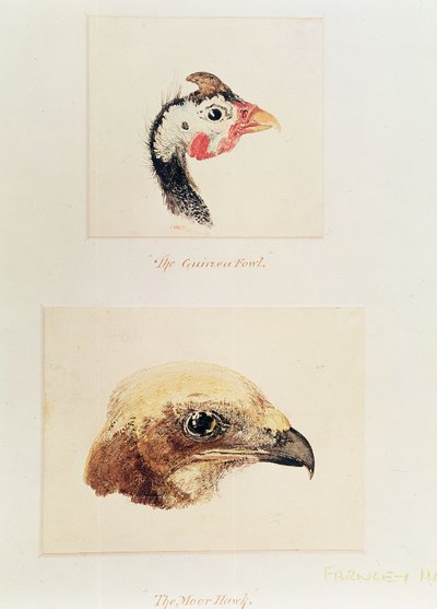 Helmikana ja maurihaukka tekijältä Joseph Mallord William Turner