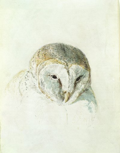 Valkoinen piippupöllö, Farnley Book of Birds, n. 1816 (kynä ja akvarelli paperilla) tekijältä Joseph Mallord William Turner