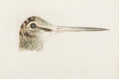 Woodcock, Farnley Book of Birds, n. 1816 (kynä ja akvarelli paperilla) tekijältä Joseph Mallord William Turner