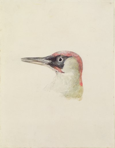Woodpecker, Farnley Book of Birds, n. 1816 (kynä ja akvarelli paperille) tekijältä Joseph Mallord William Turner