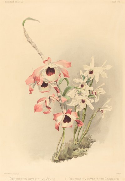 Dendrobium (Hybridium) Venus ja Dendrobium (Hybridium) Cassiope tekijältä Joseph Mansell after Henry George Moon