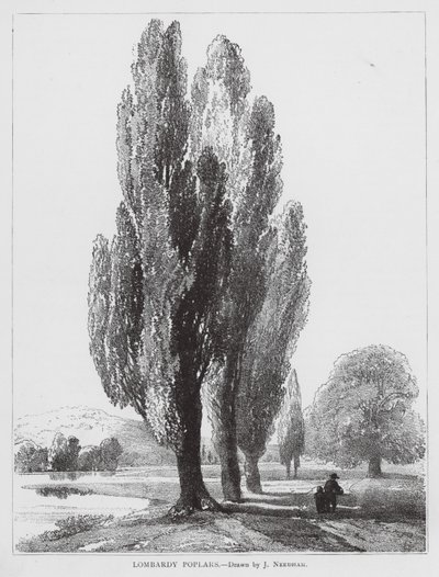 Lombardian poppelit (litografia) tekijältä Joseph Needham