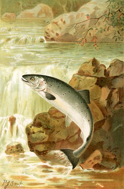 Lohihyppy tekijältä Joseph Smit