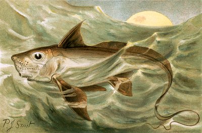 Chimaera tekijältä Joseph Smit
