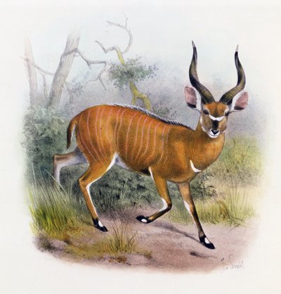 The Broad Horned Antelope, mula sa 