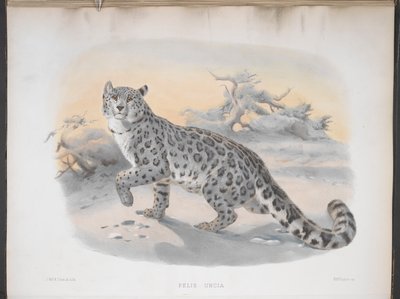 Felis uncia, Lumileopardi, Monografiasta Felidae eli kissojen perhe tekijältä Joseph and Smit J. Wolf