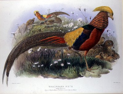 Thaumalea picta (kultafasaani), kaiverrus M. & N. Hanhart tekijältä Joseph and Smit J. Wolf