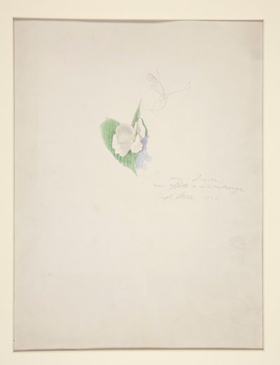 Kukka tekijältä Joseph Stella