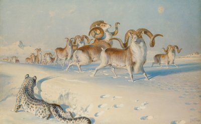 Lumileopardi vaanii Ovis Polia, tekijältä Joseph Wolf